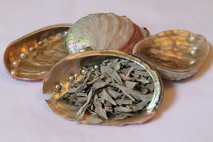 Abalone and Sage Smudge Kit